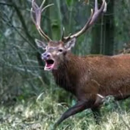 Joli A Proche Du Lioran Cantal *